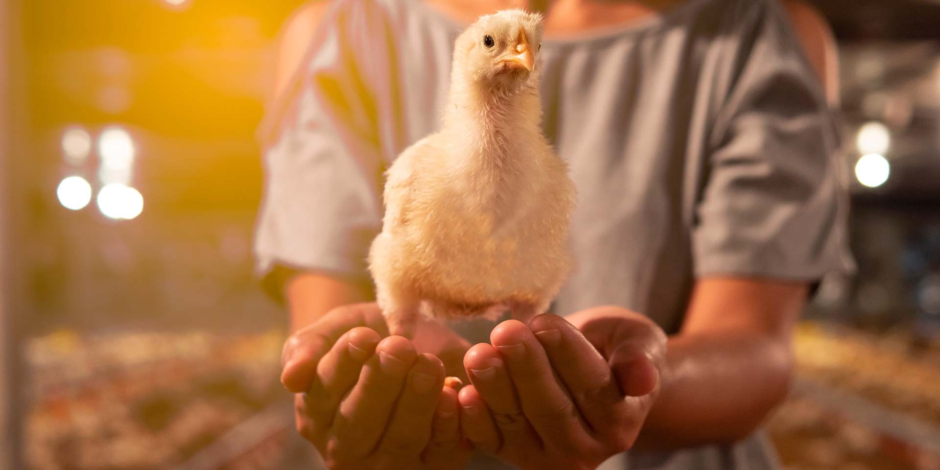 Poultry Weighing System